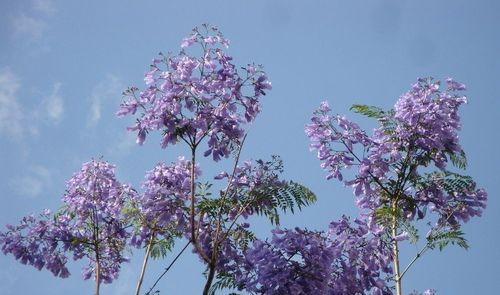 蓝花楹的象征意义及文化传承（探寻蓝花楹的神秘符号与历史背景）