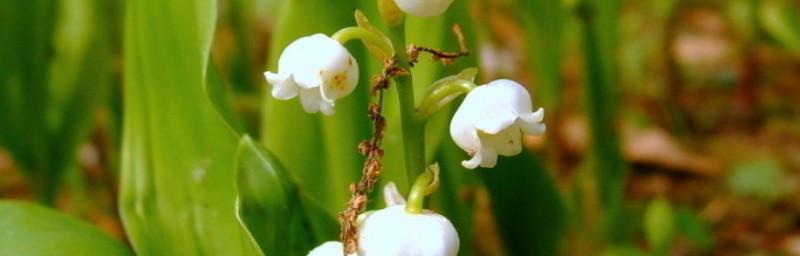 蓝铃花的花语及象征意义（探索蓝铃花花语的魅力）