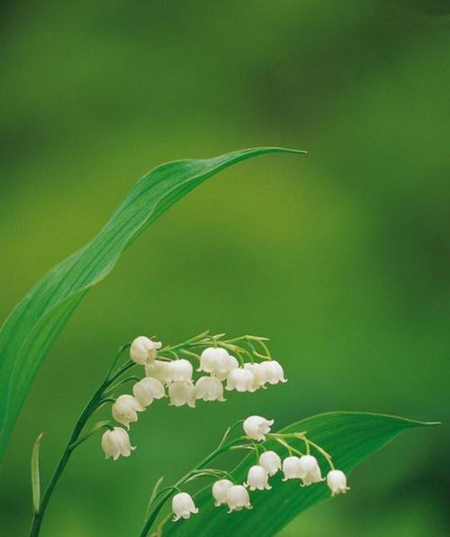 蓝铃花的花语及象征意义（探索蓝铃花花语的魅力）