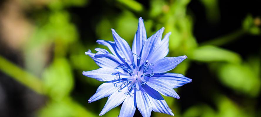 蓝色矢车菊的花语（探寻蓝色矢车菊的花语）