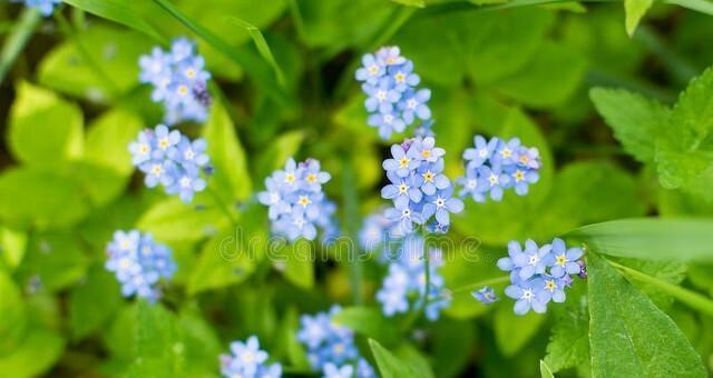 蓝星花语之美——揭秘蓝星花的花语与意义（探寻蓝星花语的奥秘）