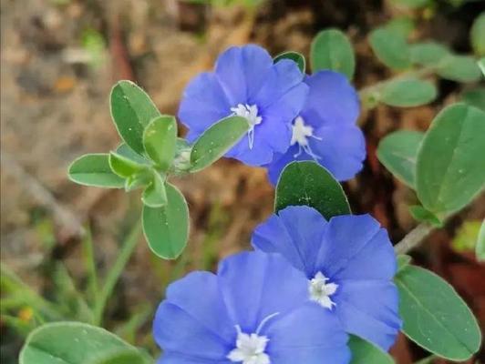 蓝星花语之美——揭秘蓝星花的花语与意义（探寻蓝星花语的奥秘）