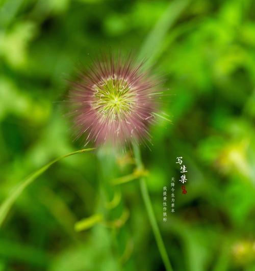 狼尾草的花语与意义（解读狼尾草的花语）