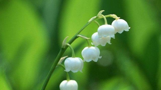 红豆花语（红豆花语及其文化内涵的探究）