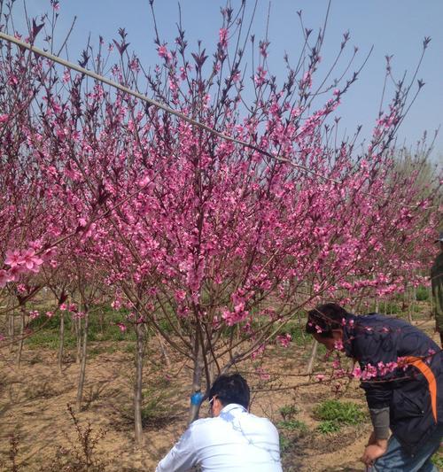 红叶碧桃的花语与美丽（揭示红叶碧桃的含义和魅力）