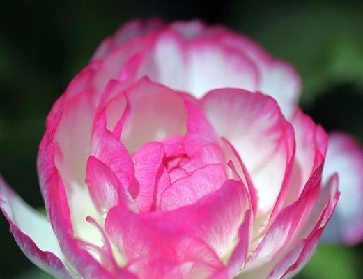 花开如锦，寓意美丽与希望——以花毛茛的花语探寻自然之美（花毛茛的花语及其象征意义的深入解读）