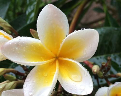 鸡蛋花花语的神奇力量（探索鸡蛋花背后的花语之谜）