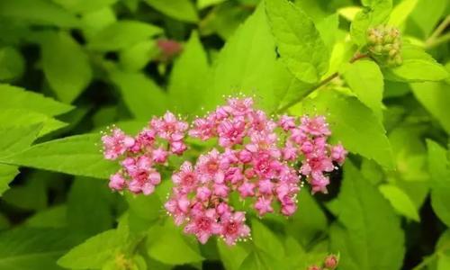 金山绣线菊的花语（以金山绣线菊的花语为主题）