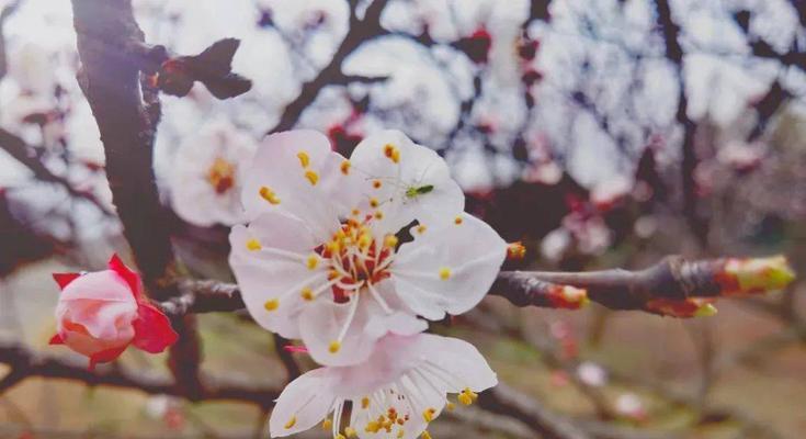 金钟花的花语与意义（探秘金钟花的传世之谜）