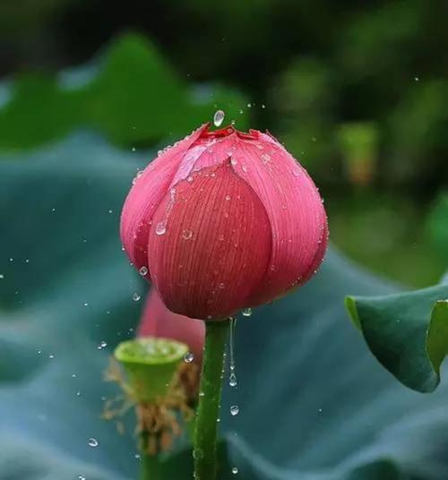 莲花的象征意义（揭开莲花的神秘面纱）