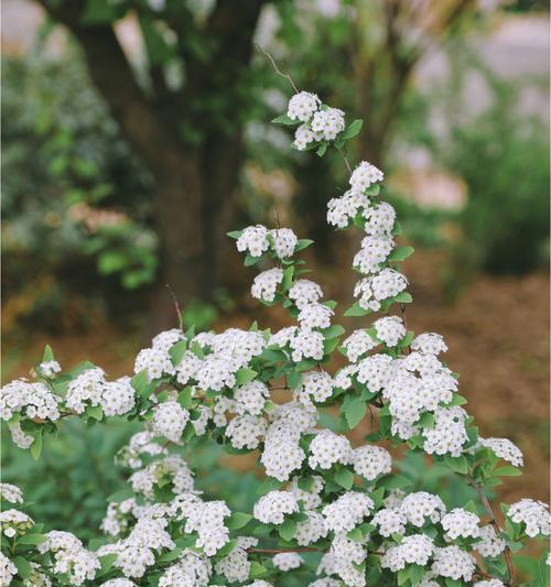 菱叶绣线菊花语与花卉文化传承（探寻菱叶绣线菊的深厚文化底蕴）