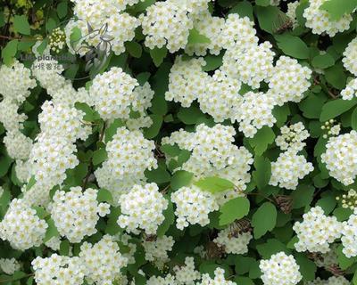 菱叶绣线菊花语与花卉文化传承（探寻菱叶绣线菊的深厚文化底蕴）