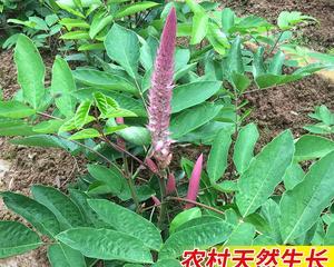 猫尾草的花语与寓意（揭示猫尾草背后的15个秘密）