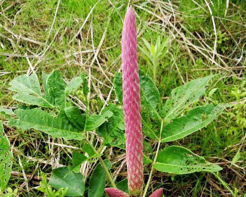 猫尾草的花语与寓意（揭示猫尾草背后的15个秘密）