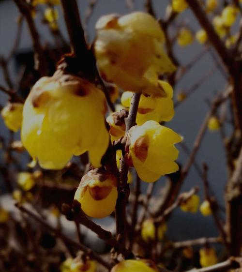 梅花花语（傲雪凌霜、温润如玉）