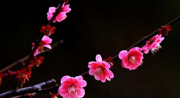 梅花花语（傲雪凌霜、温润如玉）