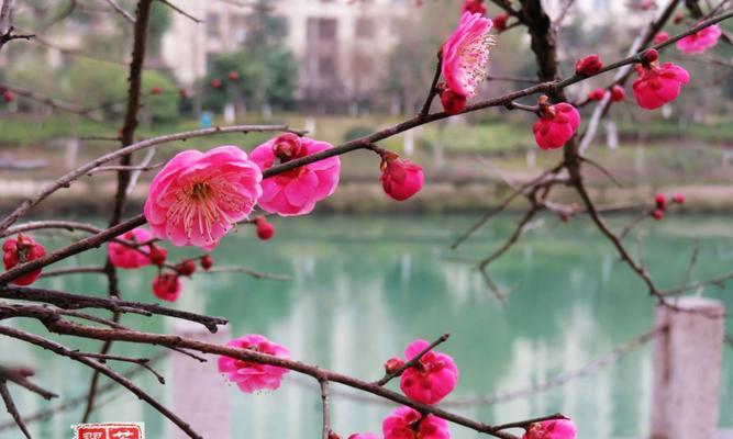 梅花的象征意义及文化传承（中国古代文化中的梅花意象及其传承）