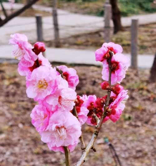 梅花的象征意义及文化传承（中国古代文化中的梅花意象及其传承）