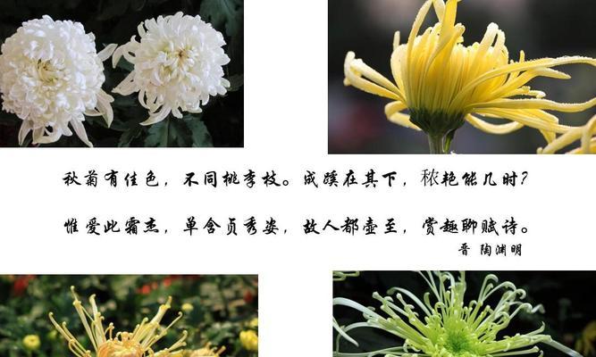 梅兰竹菊的象征意义（中国传统文化中四种植物的意义与价值）