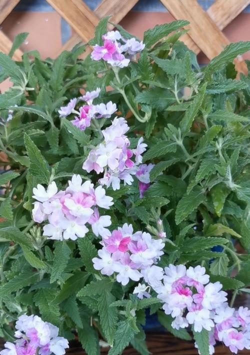 花开美丽，樱红芬芳（樱花的花语和寓意）