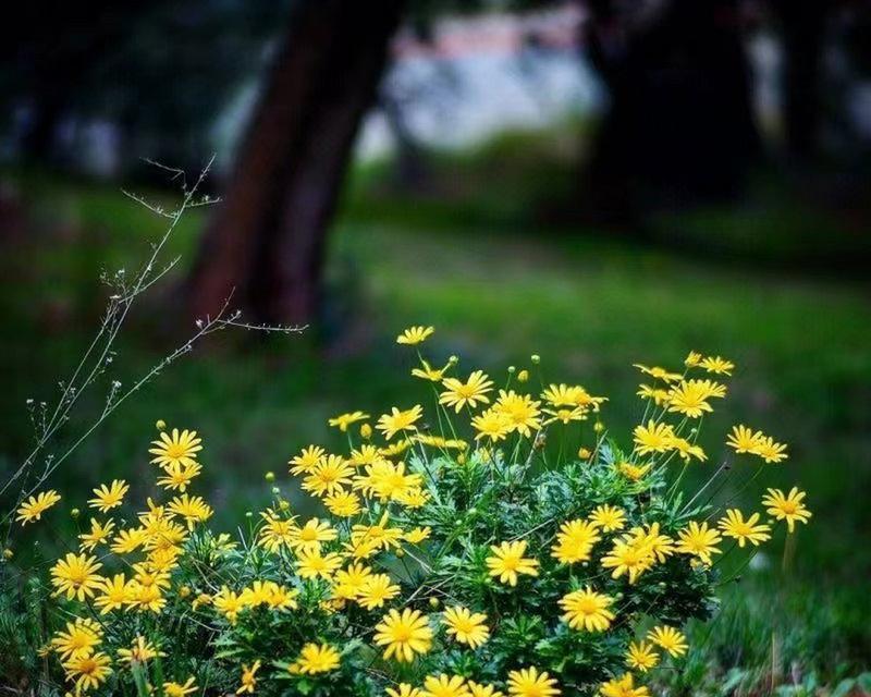 以木春菊的寓意——生命的坚强和希望（木春菊的意义及其象征）