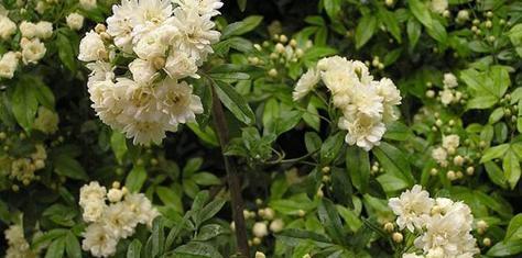 以木香花的花语与意义（探寻木香花的花语及其象征意义）