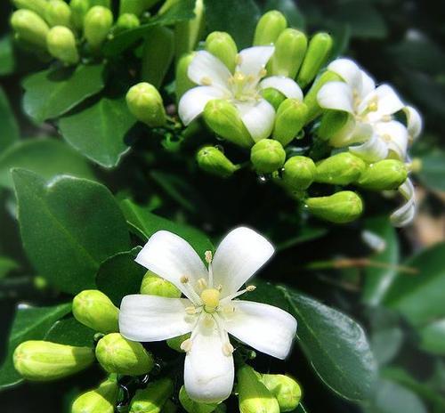 七里香的花语与魅力（探秘七里香的神秘花语）