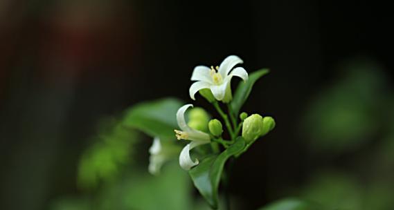 七里香的花语与魅力（探秘七里香的神秘花语）