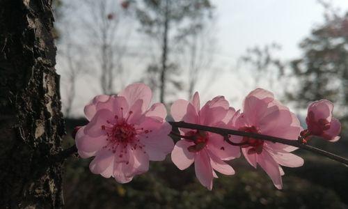 春之粉色梦境——浅谈日本早樱的花语与寓意（绽放在樱花树下的温柔之语）