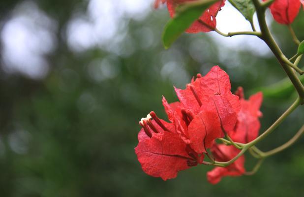 三角梅花语与传说（探寻三角梅的花语意义及其丰富传说）