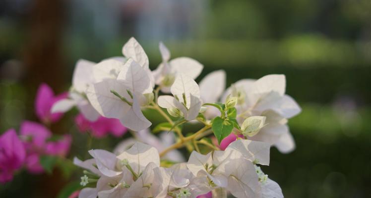 三角梅的花语和传说（探究三角梅的花语寓意及古老传说）