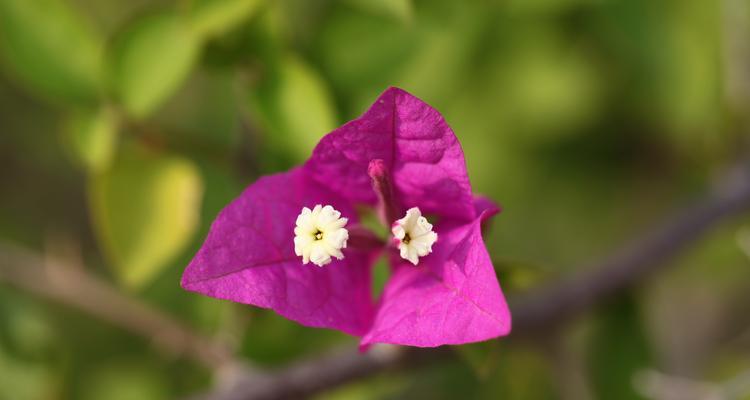 三角梅的花语和传说（探究三角梅的花语寓意及古老传说）