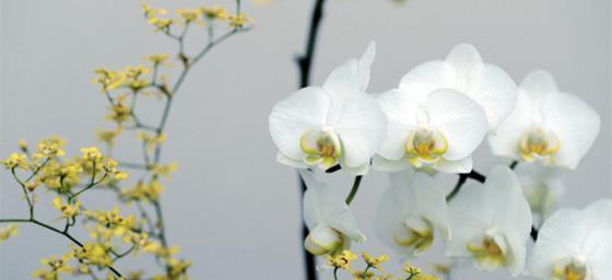 水晶花的花语（水晶花的花语揭示出的情感与愿望）