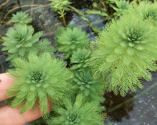 以挺水植物为主题的生态适应与保护（水生植物的适应特性及保护措施）