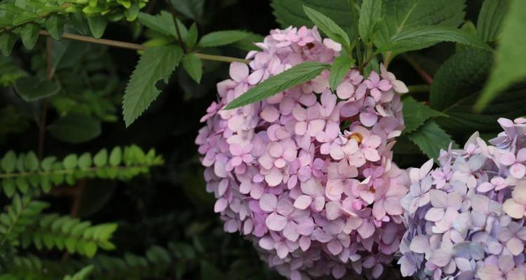 绣球花（探寻绣球花的花语之美）