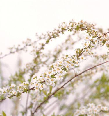 《雪柳花语之美》（揭示雪柳花的花语之谜）