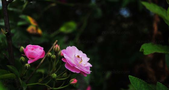 野蔷薇花语（探索野蔷薇的花语及其象征的）