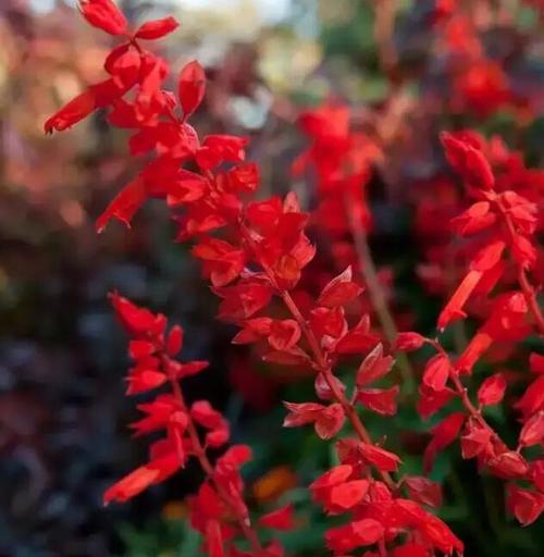 红色花朵的花语及其意义（一串红的花语解读及文化内涵）