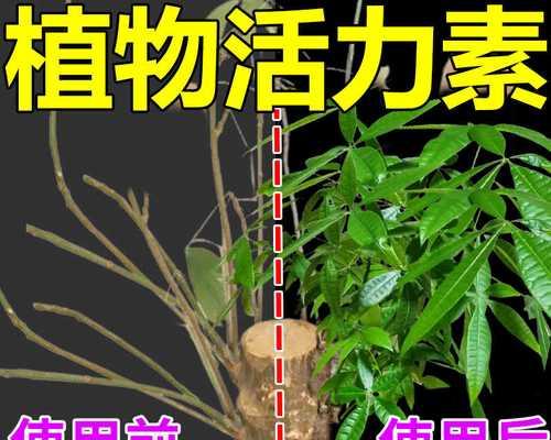 移植苗的意义与方法（探索植物移植苗的养殖技术）