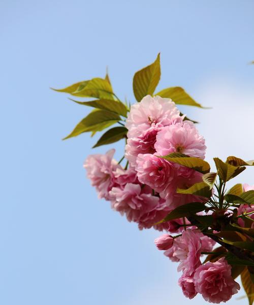 樱花诗的花语之美（探索樱花诗中的花语之谜）