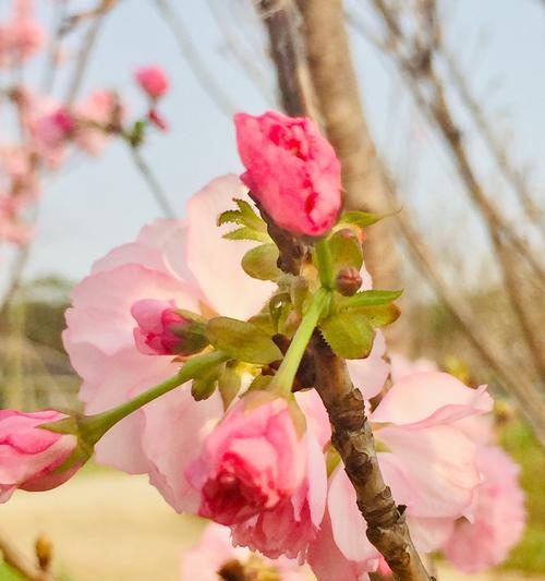 樱花诗的花语之美（探索樱花诗中的花语之谜）