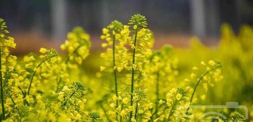 油菜花的花语——阳光与希望的象征（油菜花的美丽和寓意令人心驰神往）