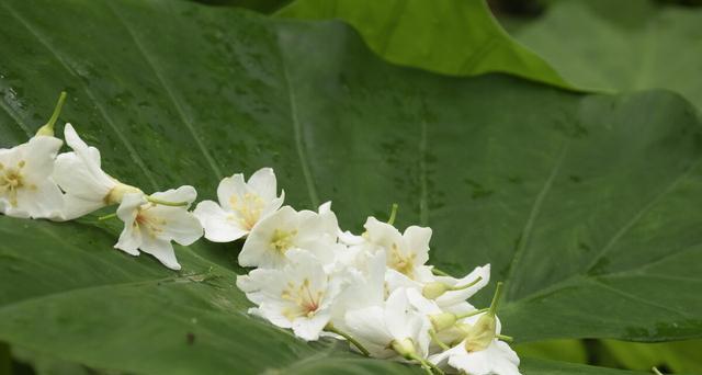 油桐花的花语及意义（揭示油桐花的丰富花语与象征意义）