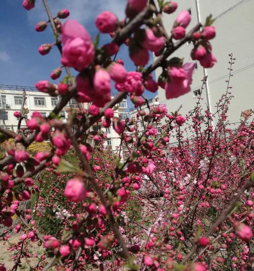 以榆叶梅的花语为窗，探索自然的奥秘（借助以榆叶梅的花语）