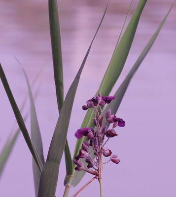 再力花语之美——花开如诗，寄托着无尽的情感（探寻再力花的花语）