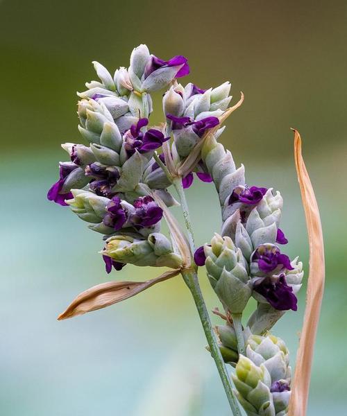 再力花语之美——花开如诗，寄托着无尽的情感（探寻再力花的花语）