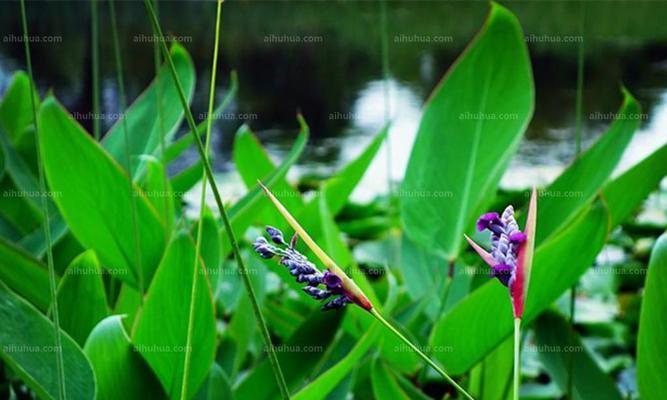 再力花语之美——花开如诗，寄托着无尽的情感（探寻再力花的花语）