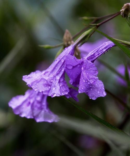 紫花翠芦莉的花语——青春与希望（寄托心愿的紫色信使）