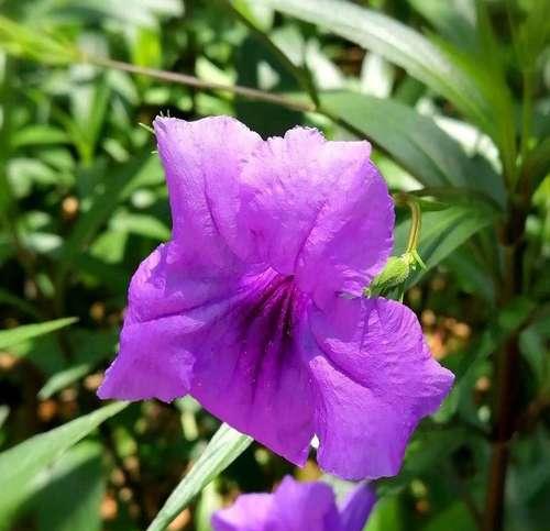 紫花翠芦莉的花语——青春与希望（寄托心愿的紫色信使）