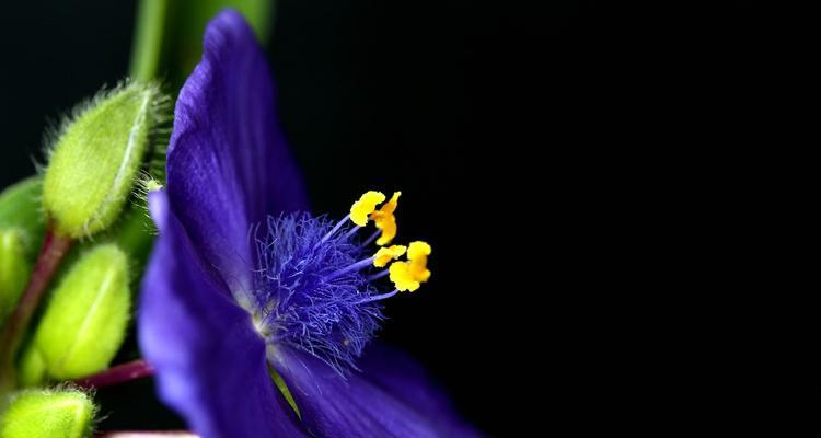 紫露草的花语和寓意（探索紫露草的神秘与美丽）